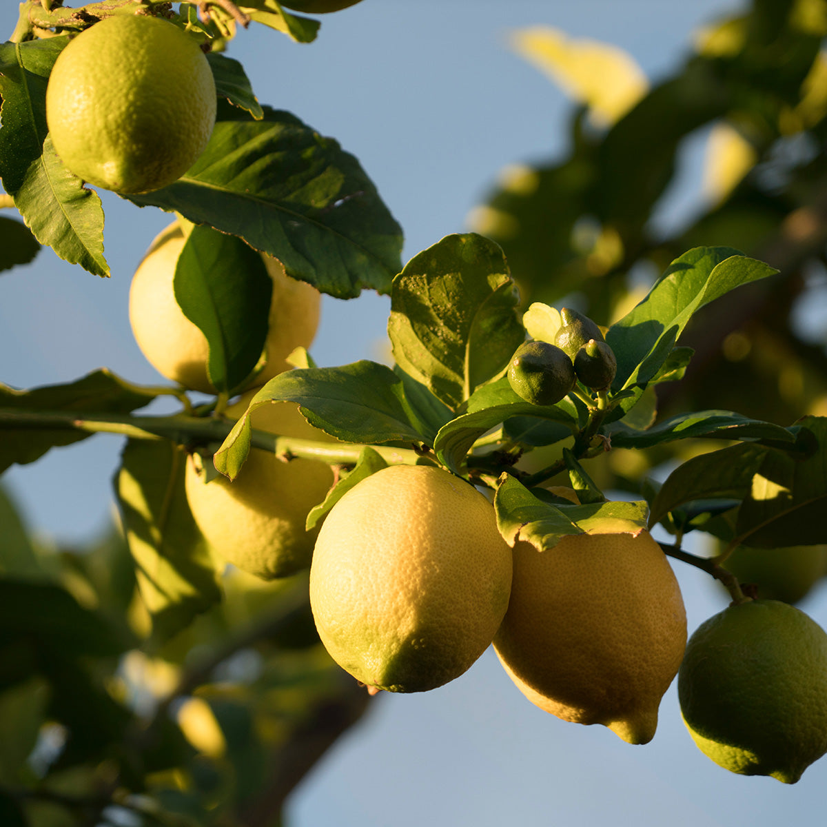 Organic Lemons