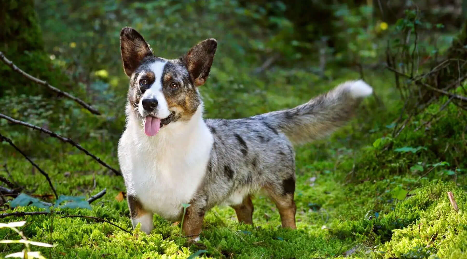 what are corgi dogs mixed with