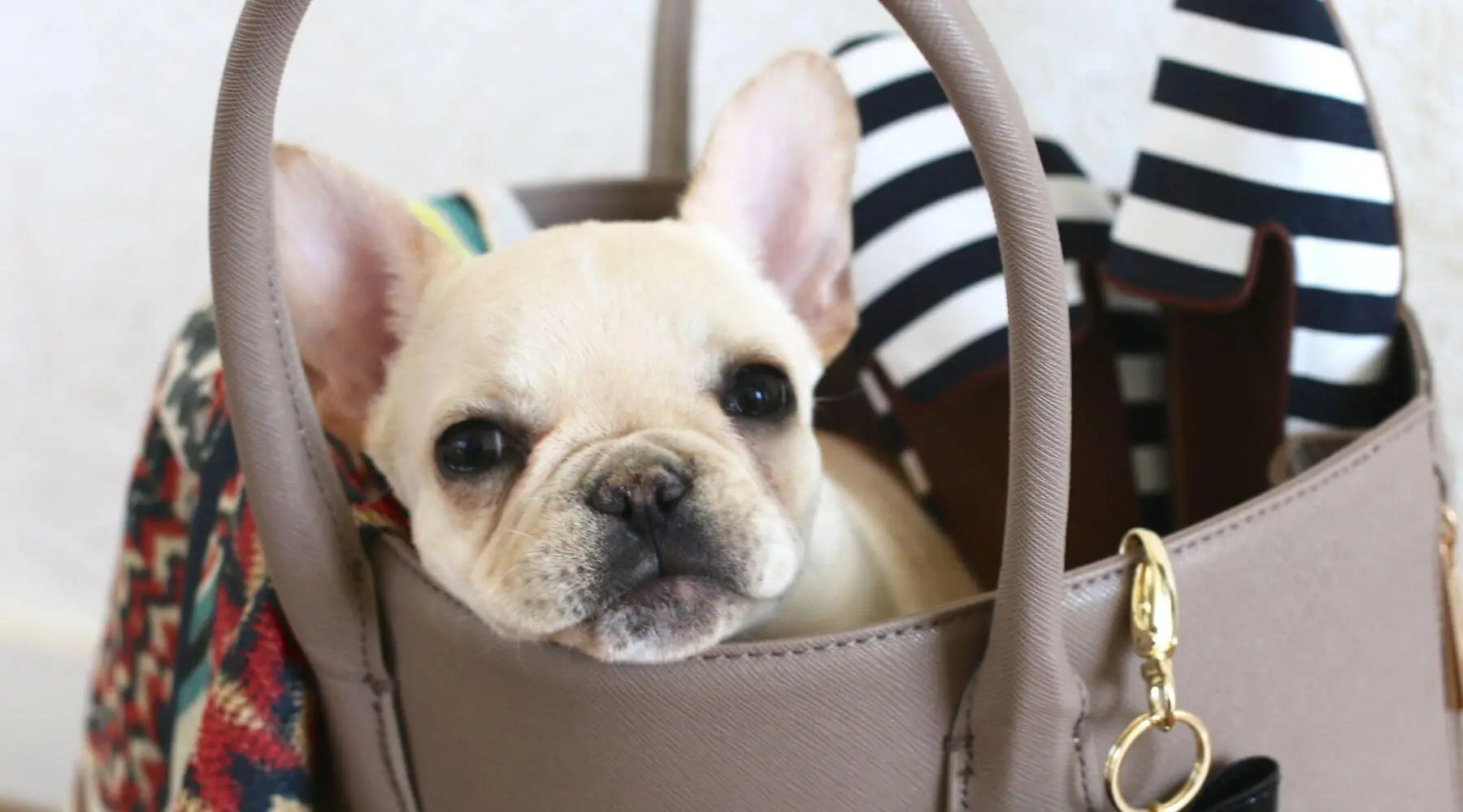 are french bulldogs dwarf dog bred