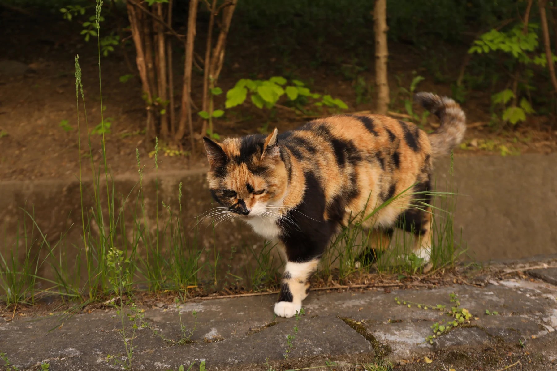 Calico Miane Coon And What makes Calico cats so special?