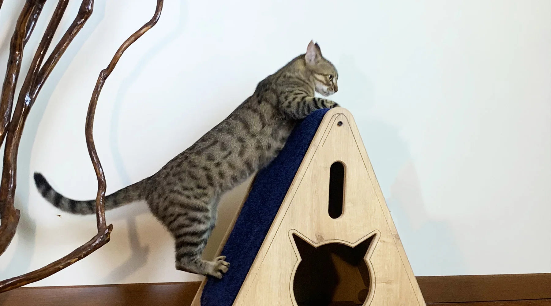 Why Do Cats Scratch Posts Teach A Cat To Use A Scratching Post why-do-cats-scratch-posts-teach-a-cat-to-use-a-scratching-post