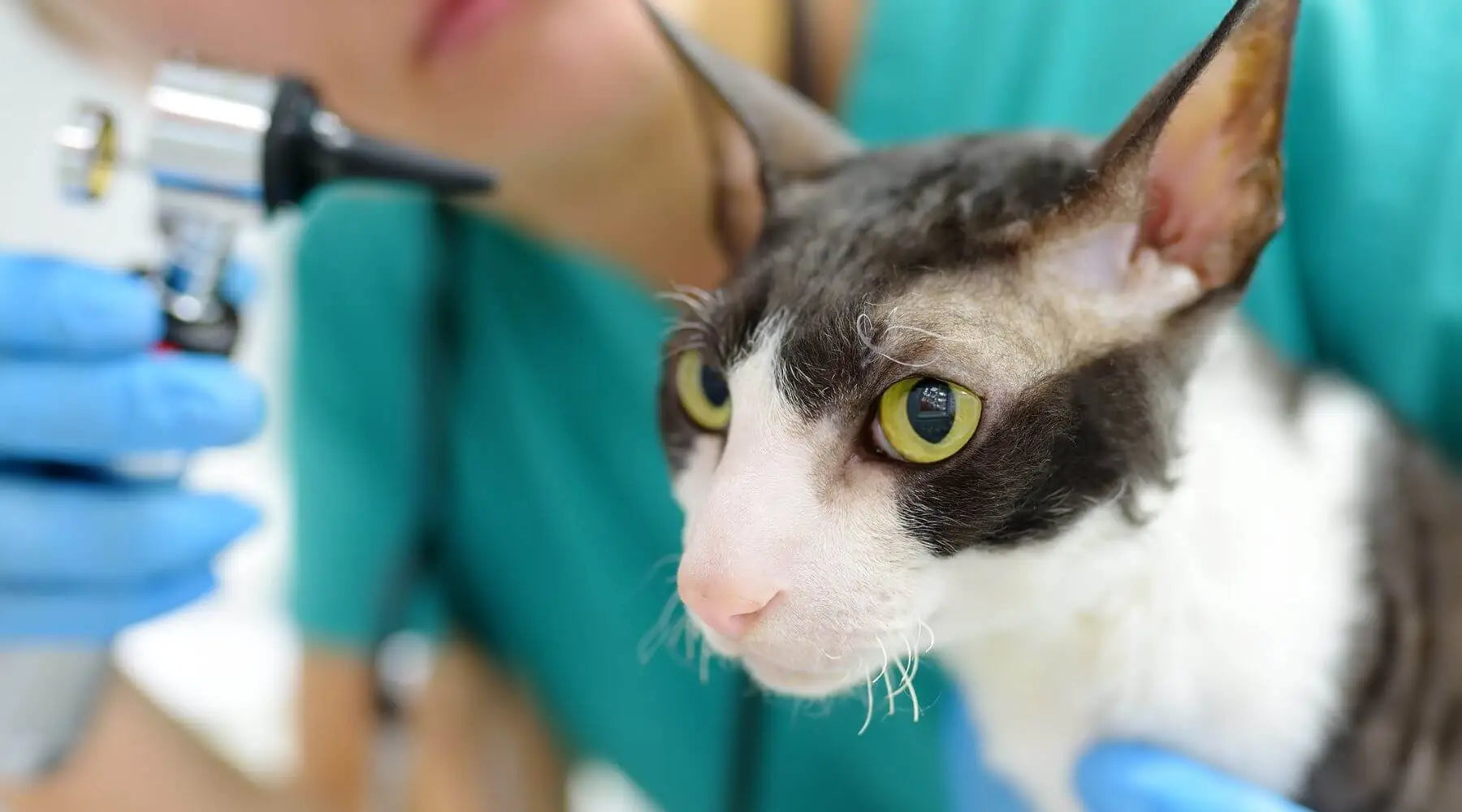 How to Clean Cat Ears? [Tips to Maintain Ear Health]