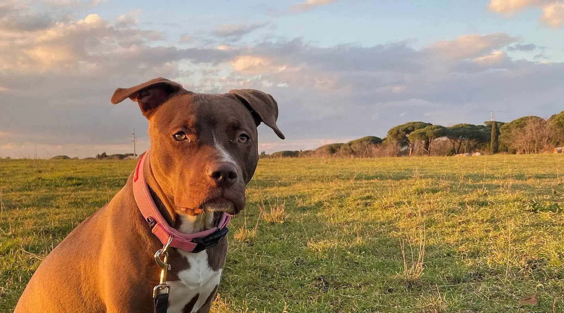 Red Nose Pitbull: Breed Information, & Healthcare Tips