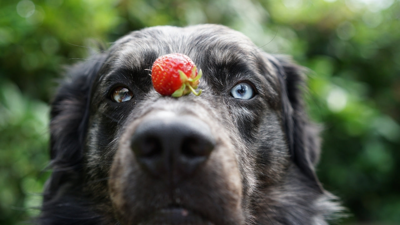 Hunde Erdbeeren Erdbeeren Hund – Annimally