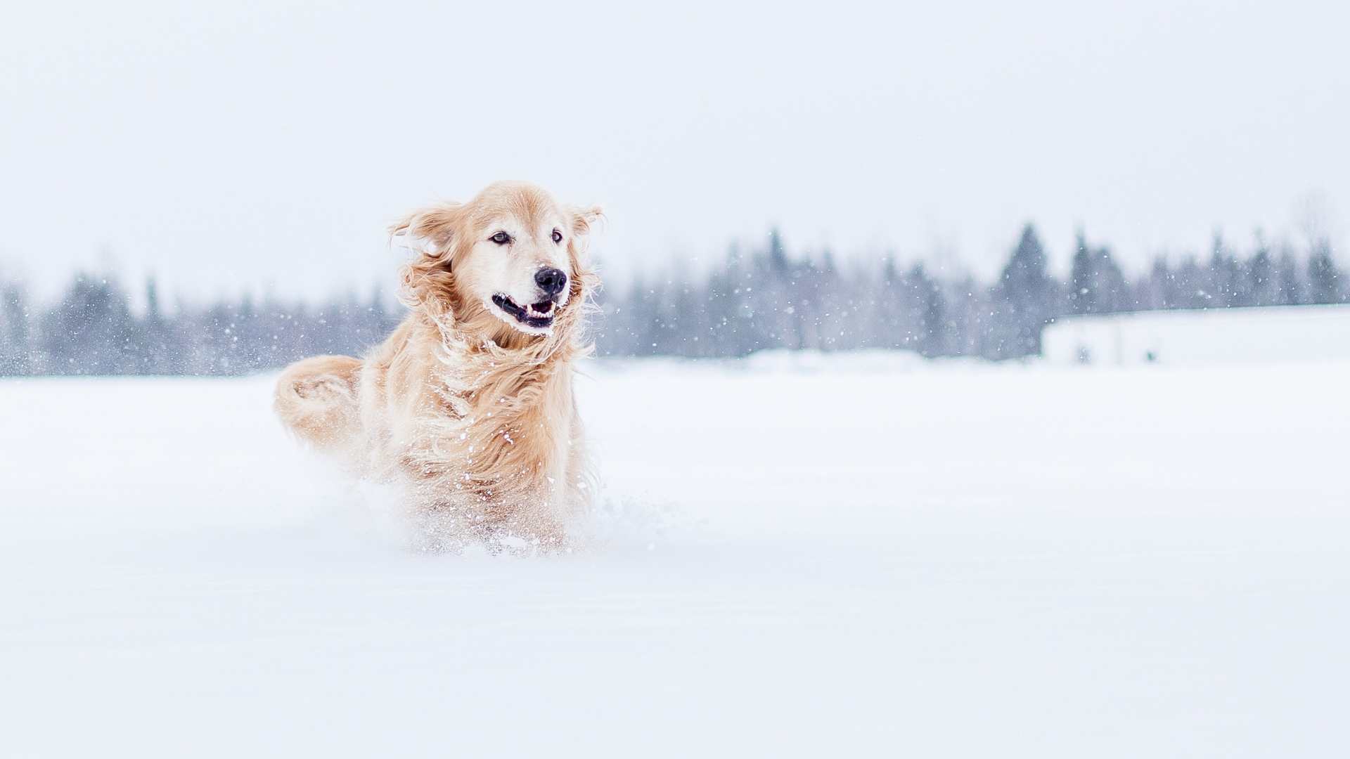 kann ein golden retriever frieren