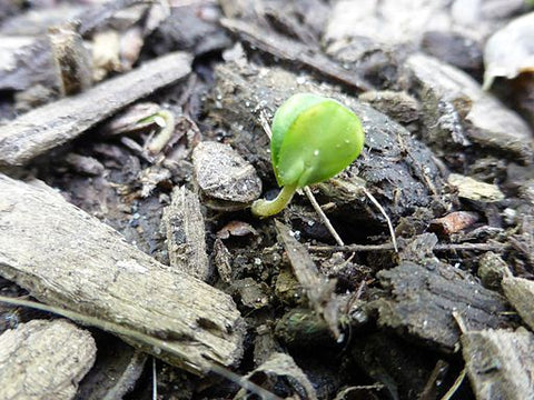 Green sprout. Wikimedia commons.