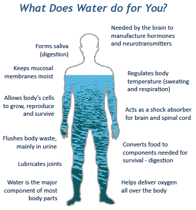 diagram with a human body filled with water highlighting the benefits of water. 