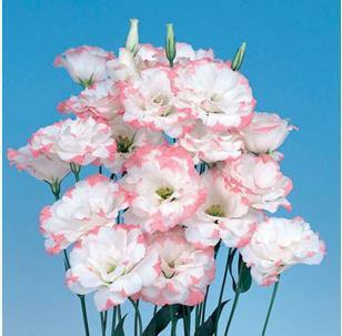 10PCS Pink Lisianthus Seeds Pink Flowers Bonsai Eustoma Cheap Flower Seeds