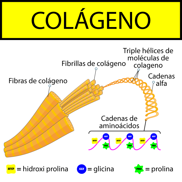 ¿qué Es El Colágeno Y Qué Es El Colágeno Hidrolizado Biomaker Nutritionemk 5765