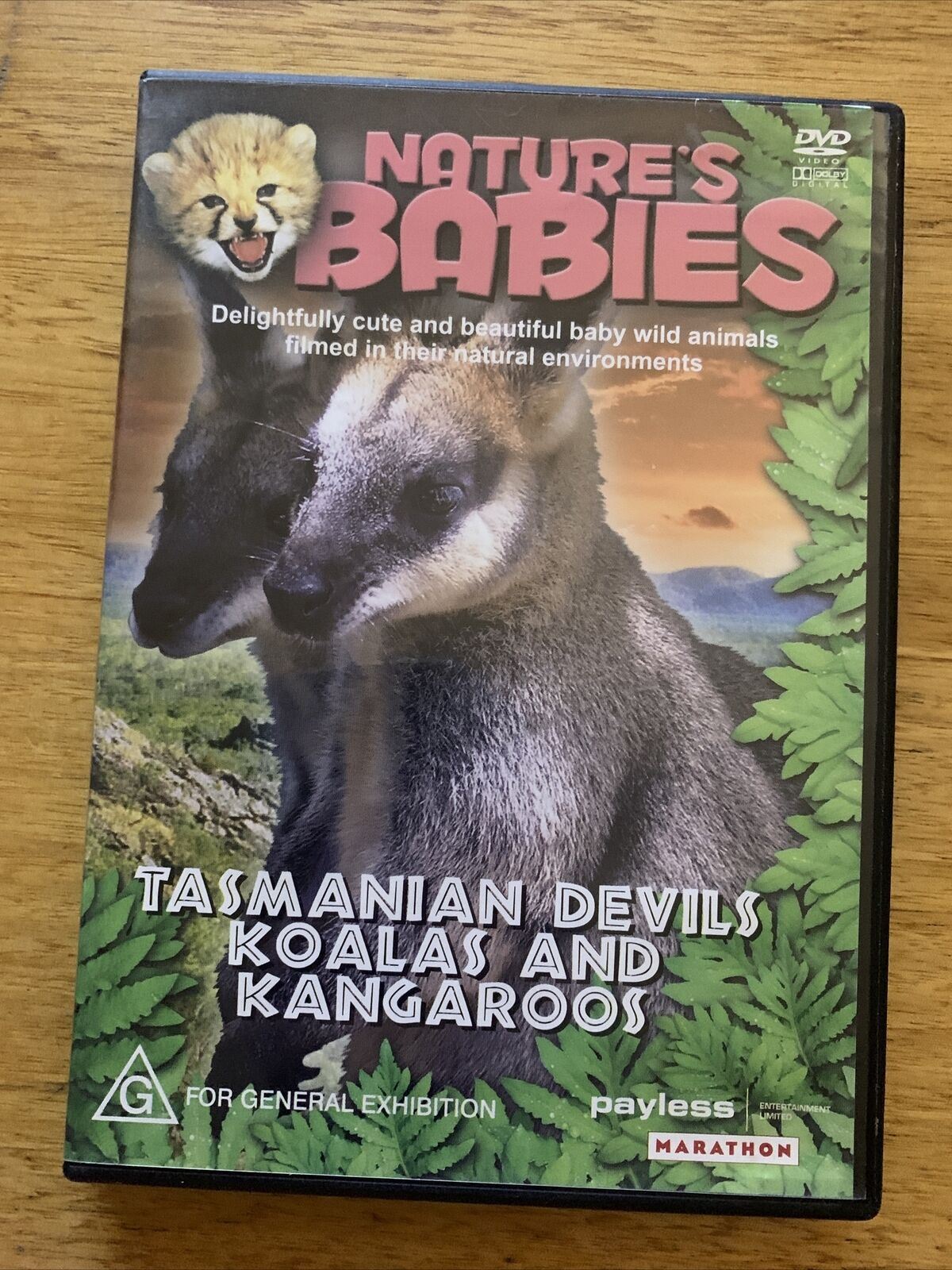 Nature's Babies: Tasmanian Devils, Koalas and Kangaroos (DVD, 1997) – Retro  Unit