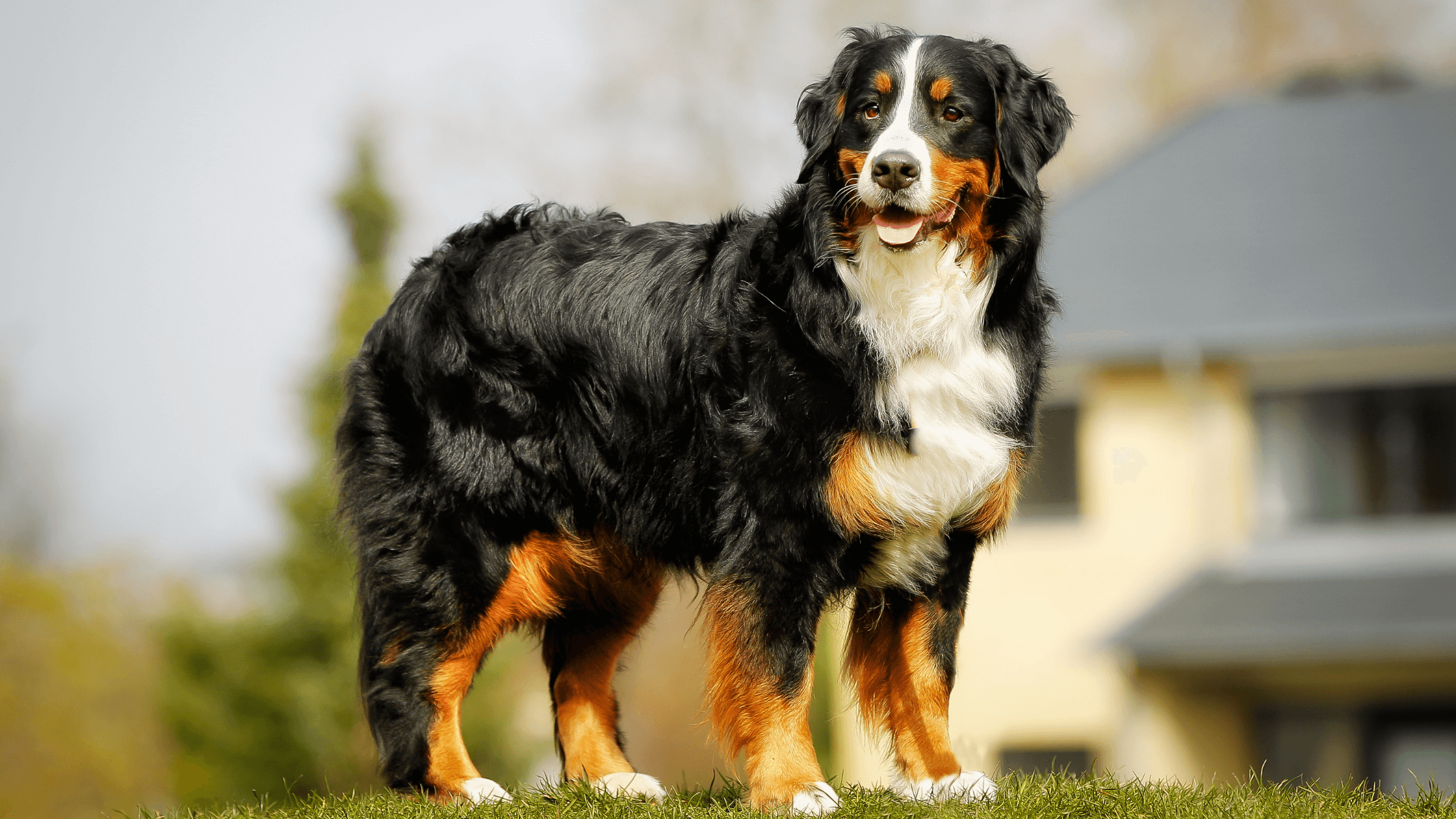 do bernese mountain dogs have health problems