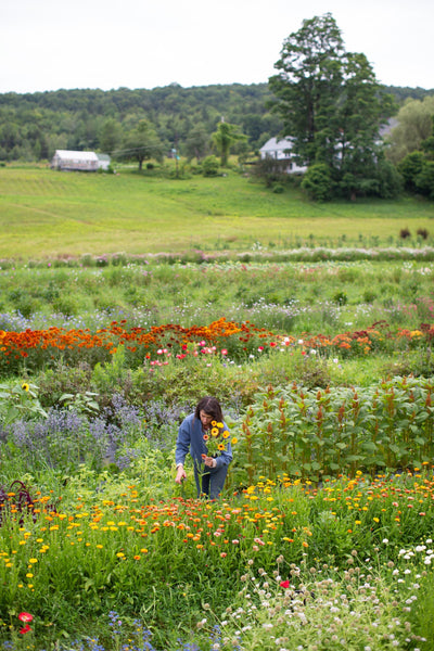 Rita harvests flowers in a field at Stitchdown Farm.