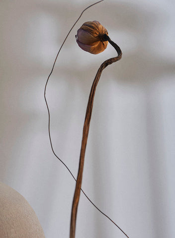 A long stem with a dried flower bud at the top. 