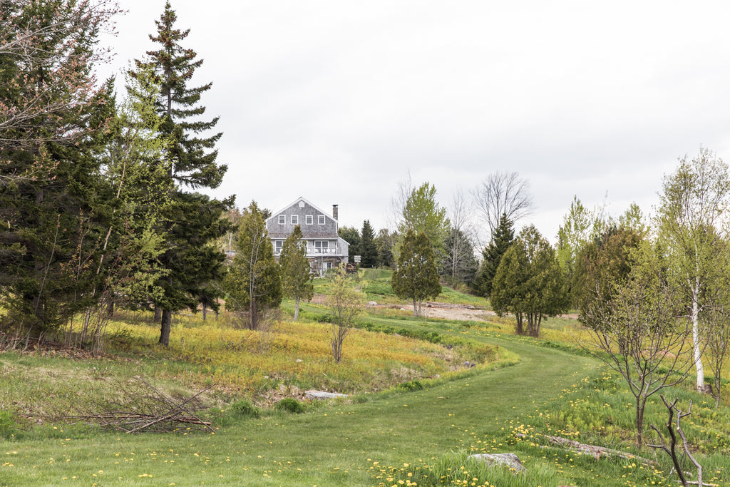 View of a tree-lined green path studded with dandelions, with Salt Water Farm's grey farmhouse in the distance.