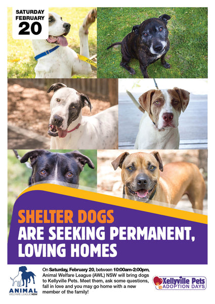 Shelter dogs are seeking permanent, loving homes
