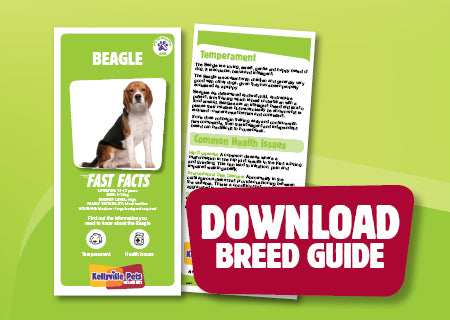 Download PDF Beagle Breed Guide
