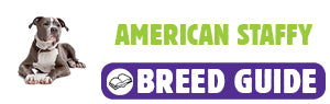 American Staffordshire Bull Terrier breed guide