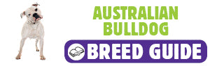 Australian Bulldog breed guide