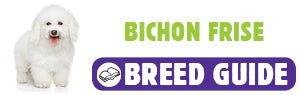 Bichon Frise breed guide