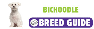 Bichoodle breed guide