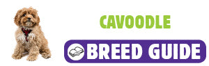 Cavoodle breed guide