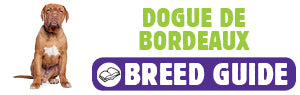 Dogue de Bordeaux breed guide