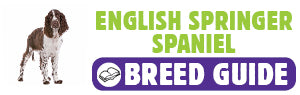 English Springer Spaniel breed guide