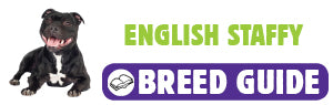 English Staffordshire Bull Terrier breed guide