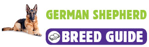 German Shepherd breed guide