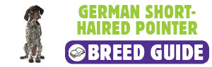 German Shorthaired Pointer breed guide