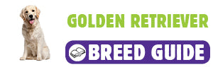 Golden Retriever breed guide