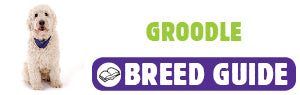 Groodle breed guide