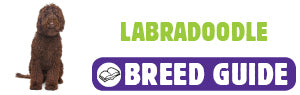 Labradoodle breed guide