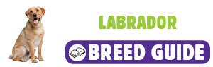 Labrador breed guide