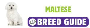 Maltese breed guide