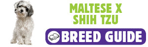 Maltese X Shih Tzu breed guide