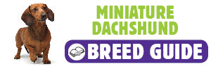 Miniature Dachshund breed guide