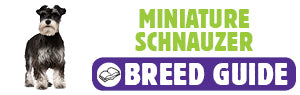 Miniature Schnauzer breed guide