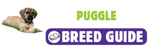 Puggle breed guide