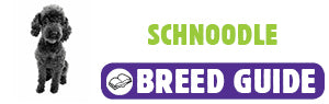 Schnoodle breed guide