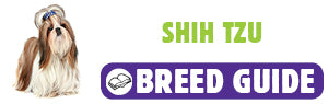 Shih Tzu breed guide