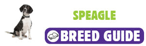 Speagle breed guide