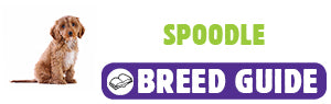 Spoodle breed guide