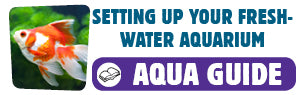Download Setting Up Your Freshwater Aquarium Guide
