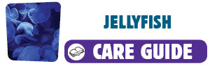 View Jellyfish care guide