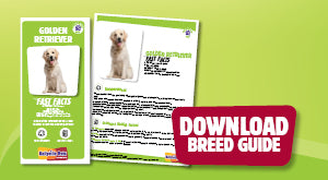 Download Golden Retriever breed guide