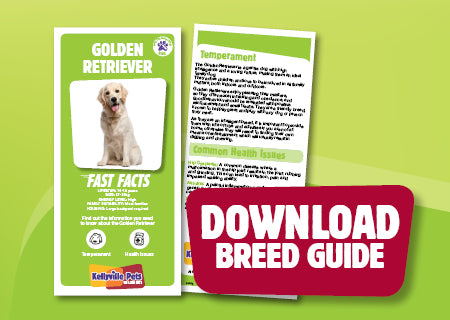 Download Golden Retriever breed guide