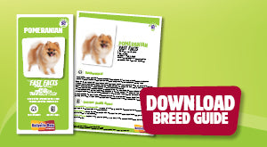 Download Pomeranian breed guide