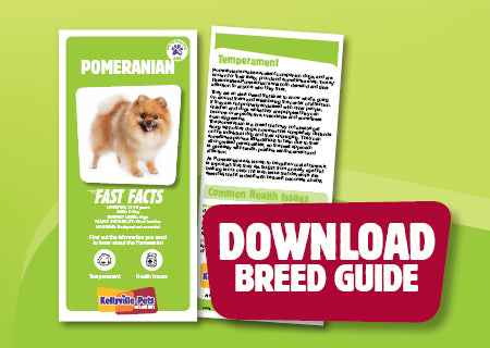 Download Pomeranian breed guide