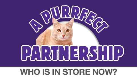Adopt a rescue cat from AWL. See who is in store now.